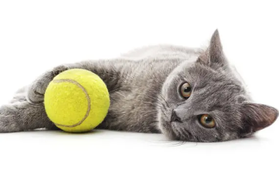 gatto; pallina da tennis;