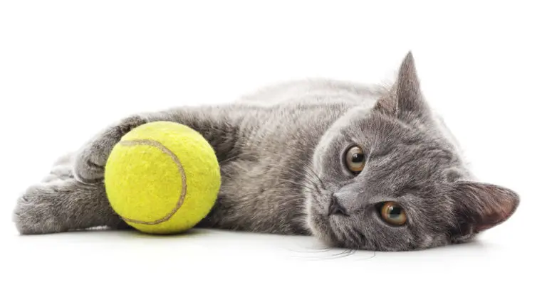 gatto; pallina da tennis;