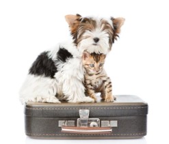 cane; gatto; valigia;